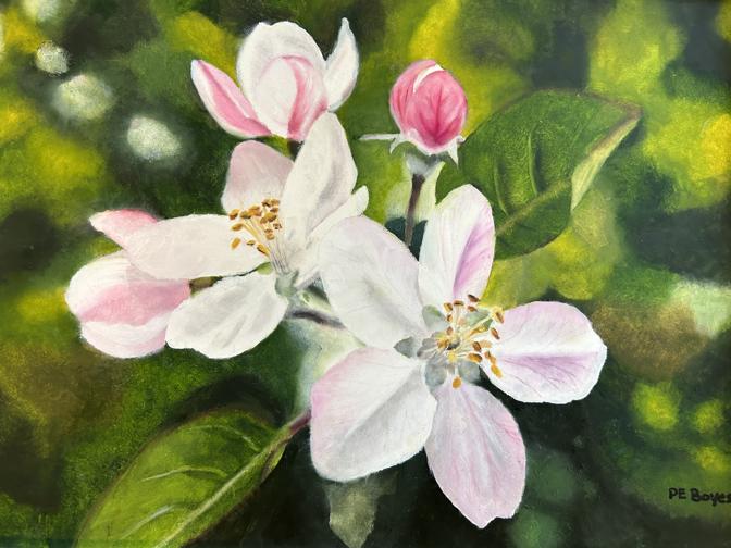 Apple Blossom 2