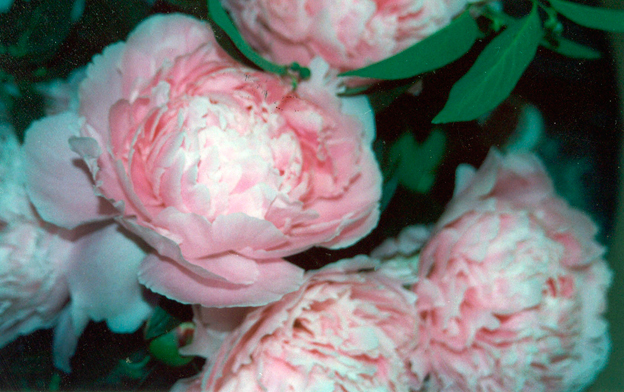 Peonies